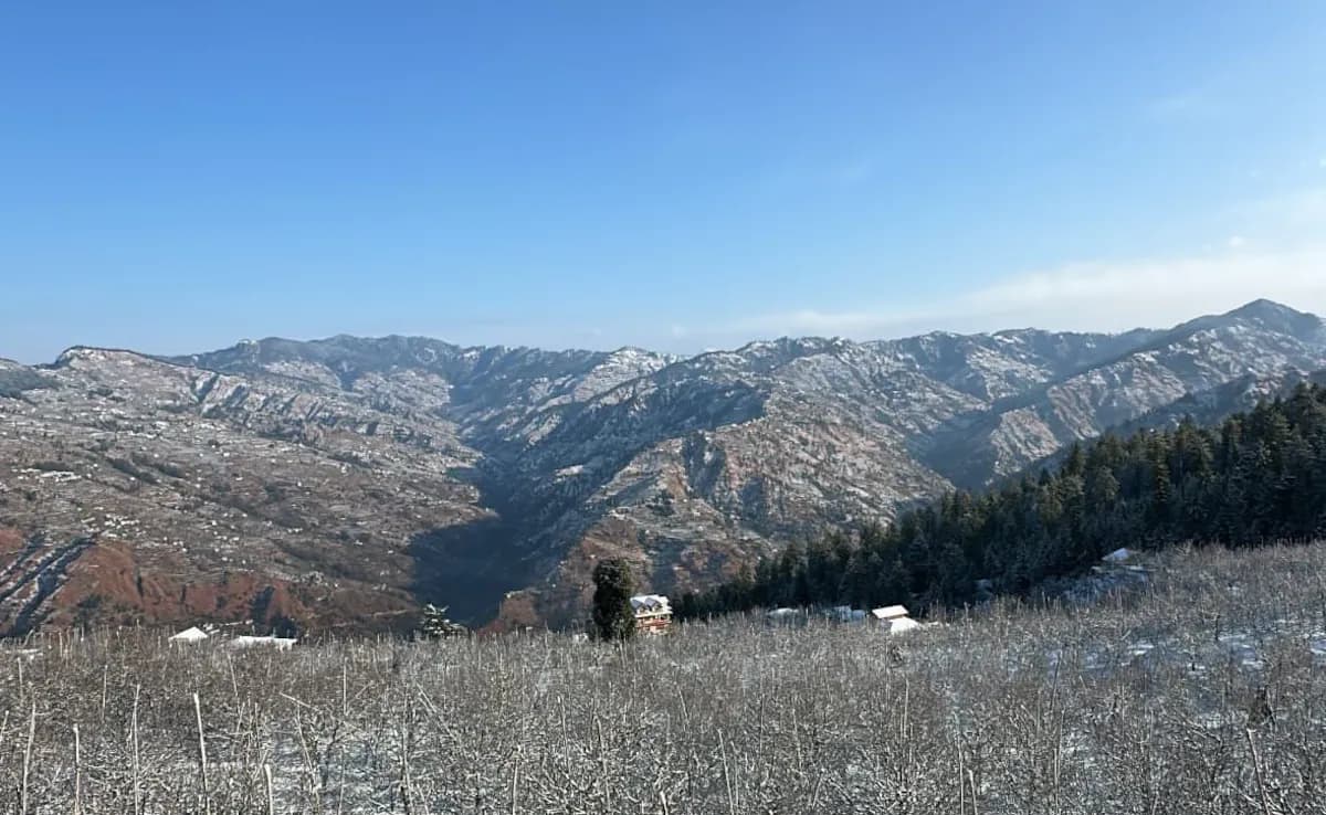 Organic Ashwagandha Fields