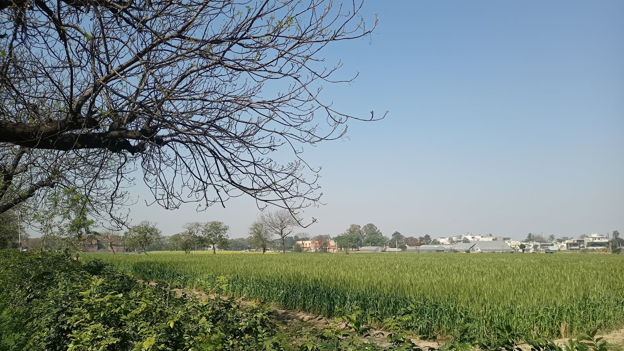 Himalayan Herb Collection